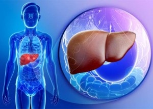 new-liver-cells